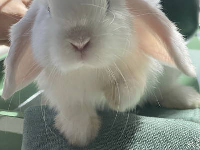 Bild 31 aus  Nübbelhof