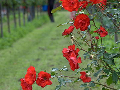 Rosen im Weinberg