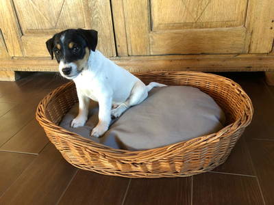 Bild 29 aus  OstseeBauernhof Schönhagen