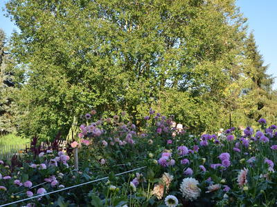 Bild 27 aus  An Den Wiesen - Gasthaus am Finowkanal