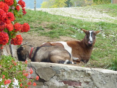 Bild 12 aus  Oberhöfenhof