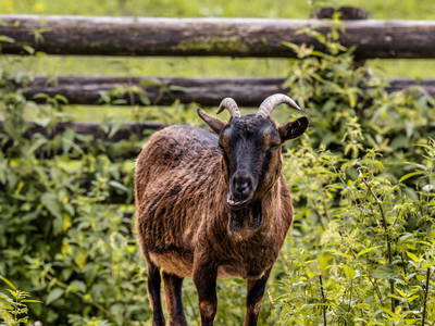 Bild 11 aus  Mair am Bach