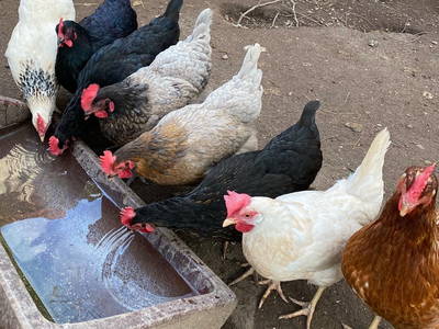 Bild 28 aus  Ferienhof Waldblick