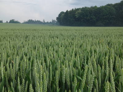 Bild 2 aus  Gutshof Wöbbel