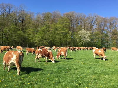 Bild 7 aus  Ökoferienhof Retzbach