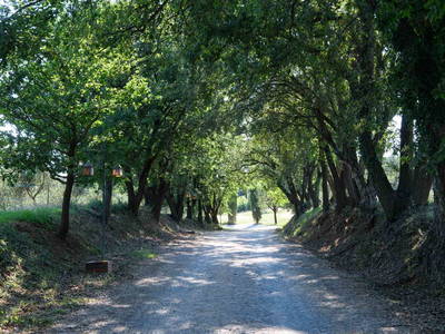 Bild 5 aus  Gutshof  Tenuta del Fontino
