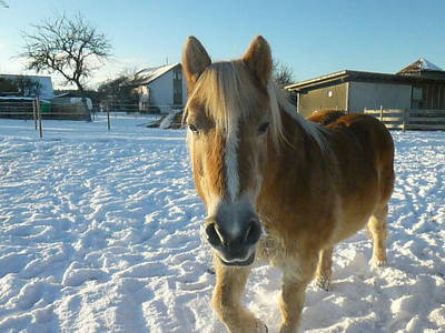 Bild 5 aus  Ferienhof-Roller