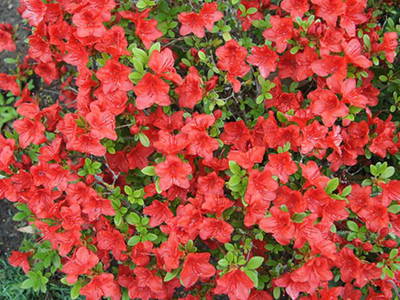 Bild 8 aus  Kunstgut Krahne