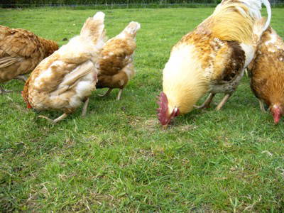 Bild 11 aus  Ferienhof Röhling