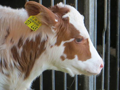 Bild 15 aus  Leihwieserhof