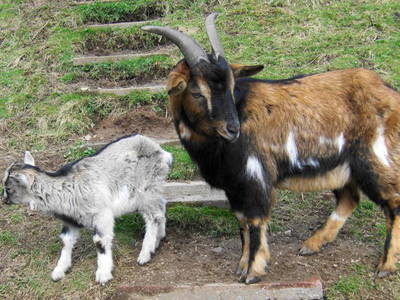 Bild 9 aus  Hansenhof