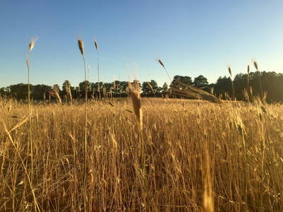 Bild 23 aus  Biber Ferienhof