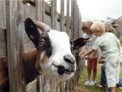 Bei uns meckern nur die Ziegen
