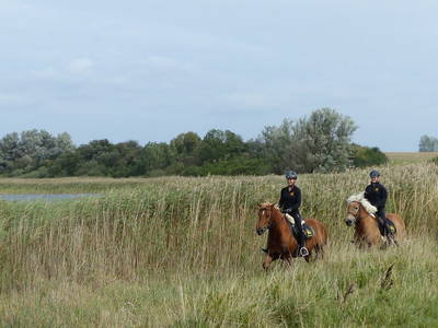 Bild 3 aus  Bernsteinreiter Barth