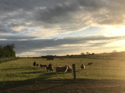 Bild 8 aus  Nordgården- Ferien auf dem Land