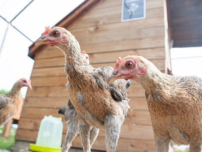 Bild 29 aus  Bauer Korl's Golchener Hof