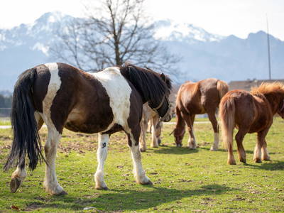 Bild 27 aus  Erharthof - Familie Lautenbacher