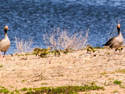 Graugans-Ferienhaus-Baumhaus-Wesertal-Auenlandschaft-Hohenrode-Foto: Kathy Büscher