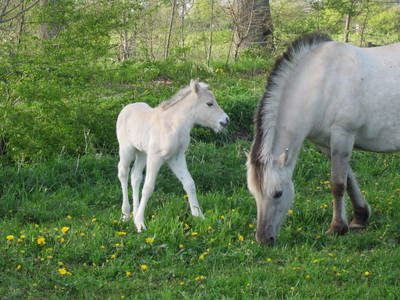 Joy mit ihrem Fohlen