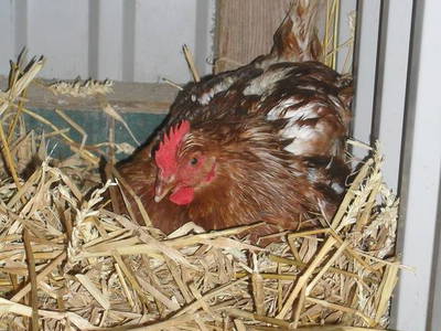 Gleich gibt es ein Ei