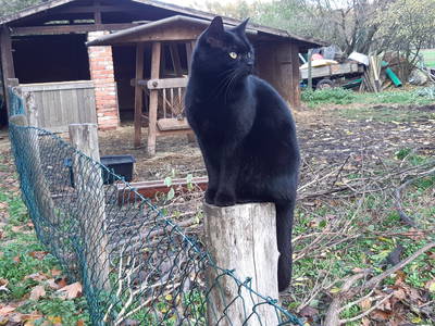 Bild 53 aus  Erlenhof im Oderbruch - Rund ums Schaf