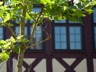 Bild 6 aus  Gutshof Gress