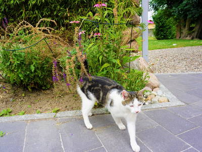 Bild 25 aus  Ostseeferienhof  Stoldt