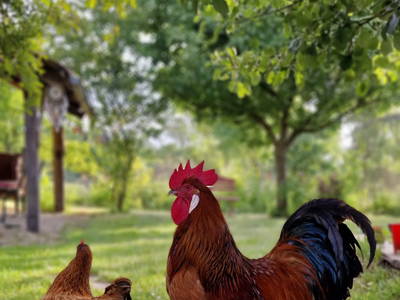 Bild 38 aus  Urlaub unterm Reet