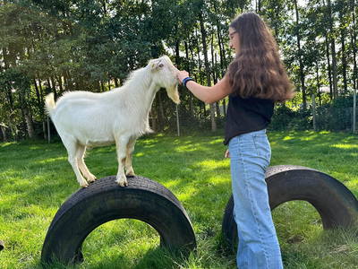 Bild 41 aus  Ponyhof Goldenstein