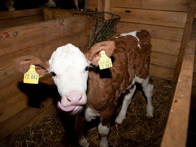 Bild 18 aus  Woferlhof