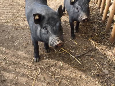 Bild 7 aus  Ferienbauernhof Loch