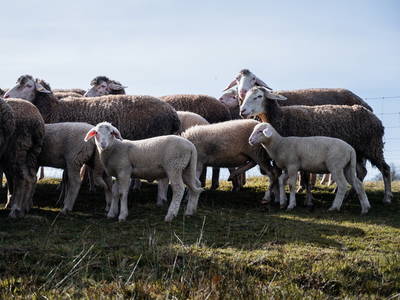 Bild 23 aus  Ferienhäuser Zur Schäferei