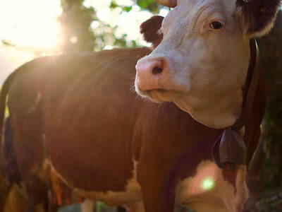 Bild 12 aus  Agriturismo Valle Chiappella