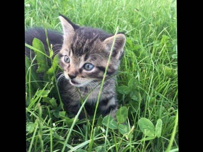Bild 18 aus  Allgäu Bergferienhof