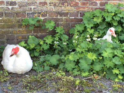 Bild 25 aus  LandSelection Ol' Backhus