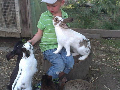 Bild 11 aus  Ferienhof Markhart