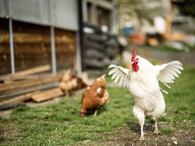 Bild 6 aus  Hatzeshof