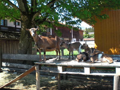 Bild 5 aus  Ferienwohnung Berghammer