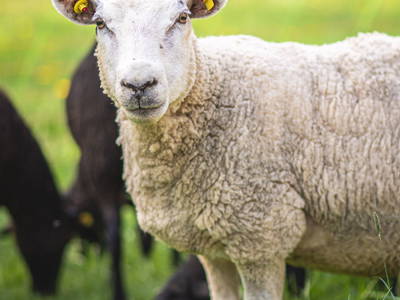 Bild 7 aus  Körnermühle