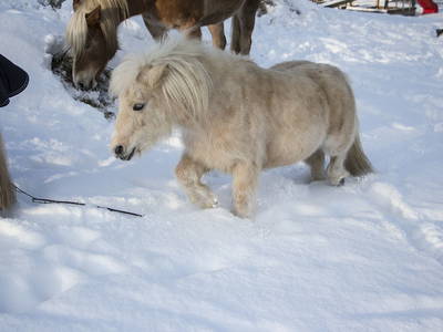 Bild 3 aus  Pony und Ferienhof Gut Habbecke