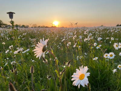 Bild 31 aus  Ferienhof Presener Deichkrone