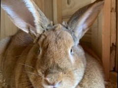 Bild 4 aus  Rittergut Bielatal