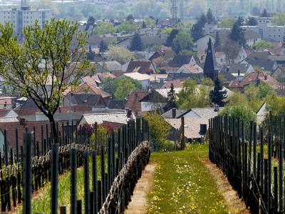 Bild 26 aus  Weingut Butzbach