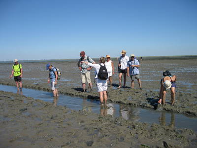 Wattwanderung mit Anke Detlefsen