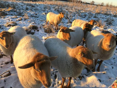 Bild 16 aus  Braunsberger Höfe