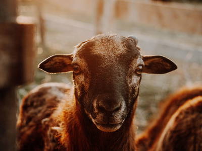 Bild 12 aus  Rittergut Positz