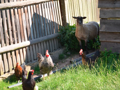 Bild 29 aus  Ferienhof Wolschendorf