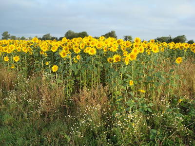 Bild 6 aus  Landhaus Marquardt
