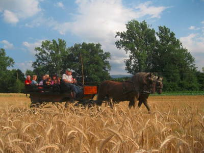 Bild 16 aus  Maierhof