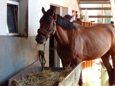 Bild 14 aus  Reiter- und Ferienhof Redder